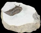 Rare Encrinurus Trilobite From Malvern England #39064-1